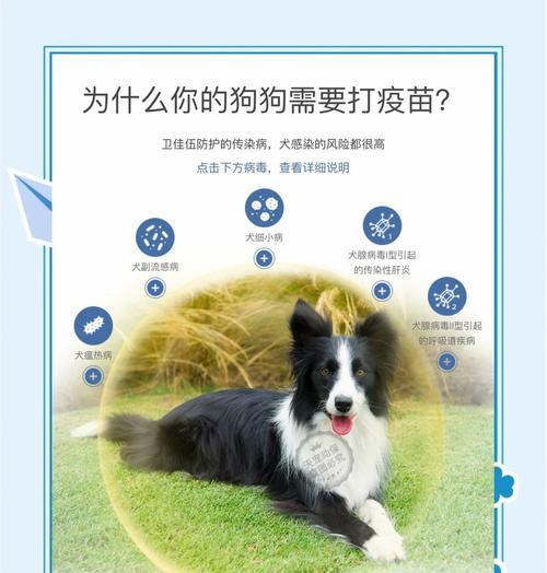 狗狗疫苗免疫期有多长？（了解狗狗疫苗免疫期的重要性与注意事项）