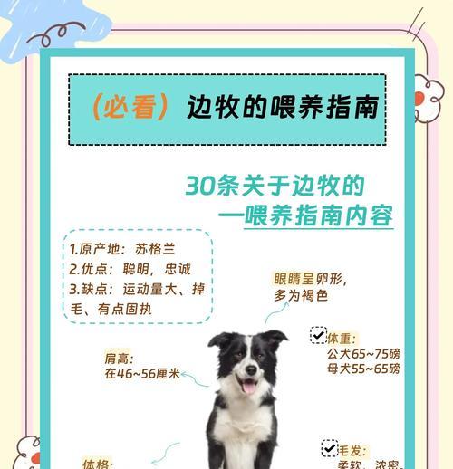 养狗需谨慎，避免6大喂养错误（了解狗狗的饮食需求，呵护它们的健康）
