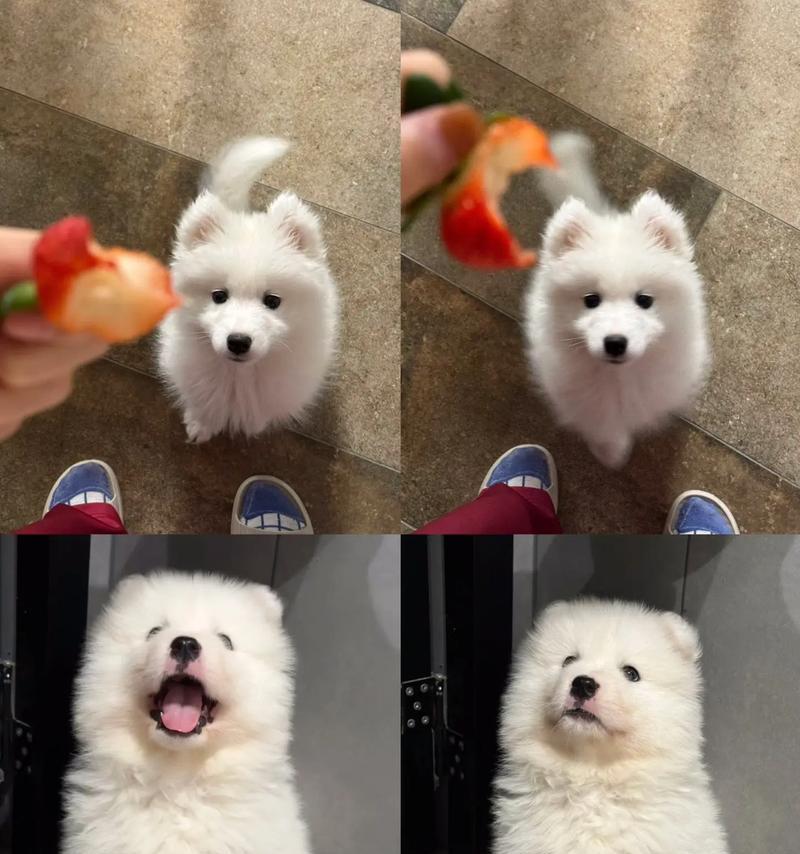 白色毛毛的够有何种魅力？（白色毛毛的够有）