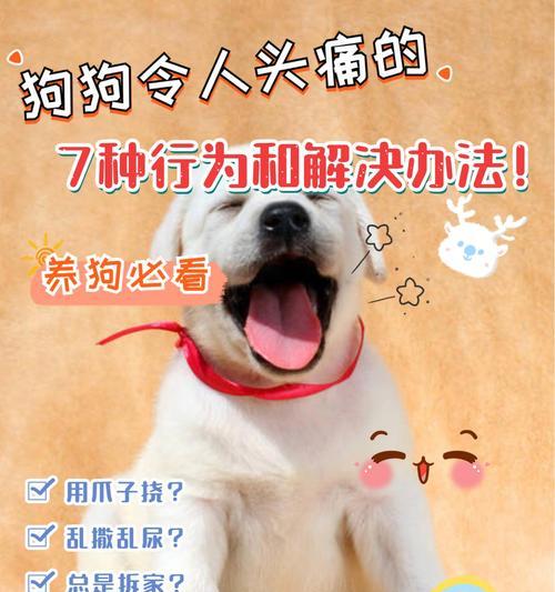 揭秘狗狗为何总爱啃爪子？（寻找解决办法，让狗狗告别这个坏习惯）
