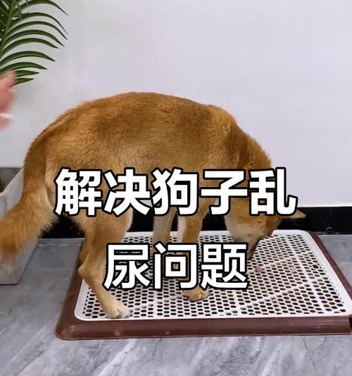 狗狗乱尿的原因及解决方法（排查原因，解决乱尿问题，）