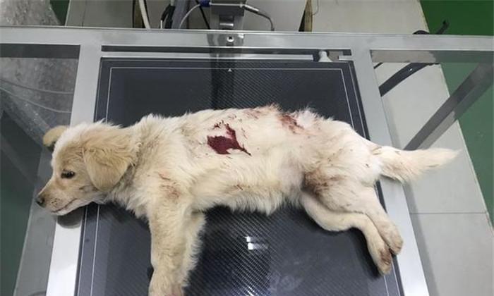 狗狗被撞后的康复之旅（探索狗狗被撞后的恢复时间和步骤）