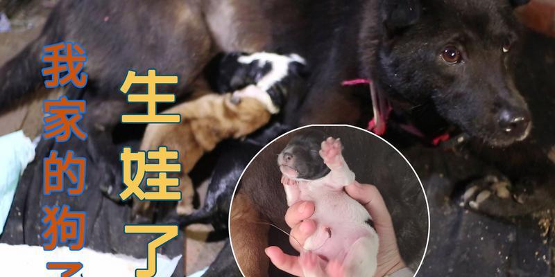 博美狗的怀孕周期和生产过程（了解博美狗的繁殖周期和准备生产过程的知识）