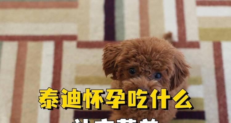 小泰迪的饮食指南（了解小泰迪能吃的食物及注意事项）
