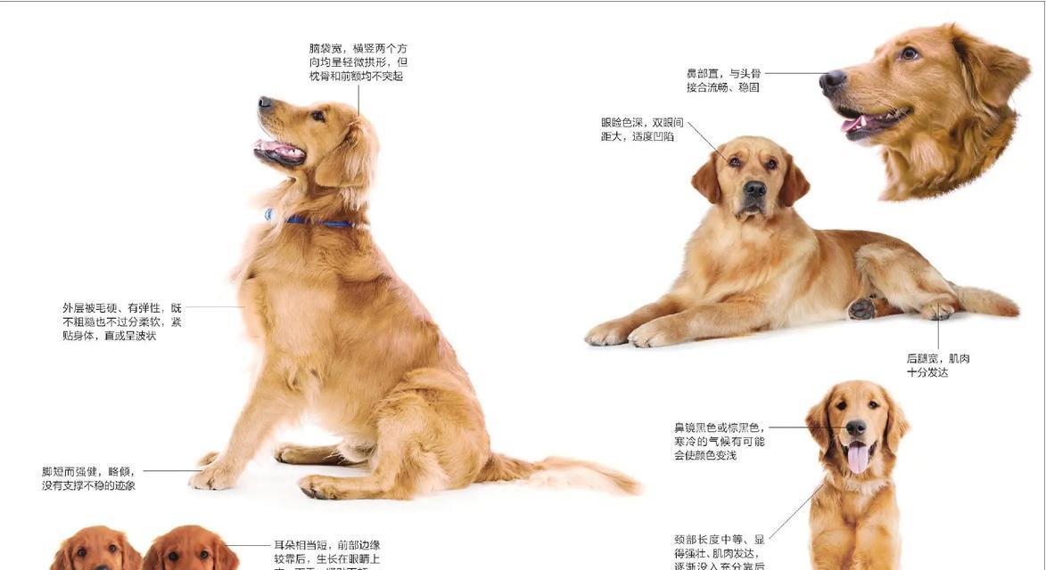 如何判断金毛是否超重？合理控制每顿饭量（金毛的饮食管理及体重控制方法）