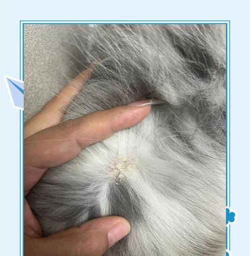 以狗起癣多久能好？（探讨狗起癣的疗程和治愈时间）