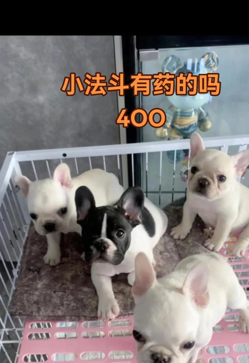 细说如何照顾法斗幼犬（以法斗幼犬的基本喂养教程）