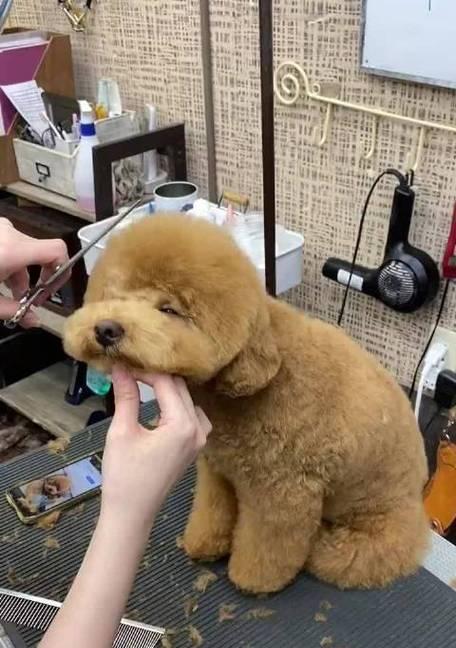泰迪剃光造型（探索泰迪剃光造型的多样化，展现可爱无限的可能性）