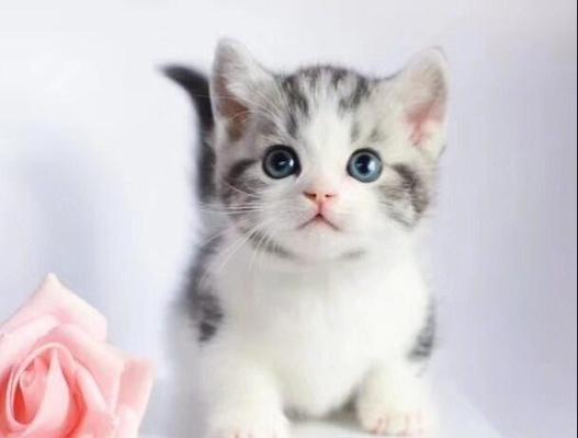 养猫必备！了解疫苗打针的重要性（打疫苗是为了守护猫咪的健康）