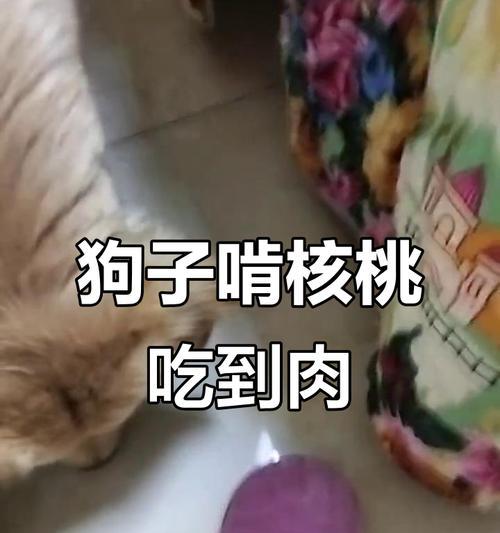 狗咬了能吃哪些东西？（狗咬伤后的饮食指南，做到知道什么该吃什么不该吃！）