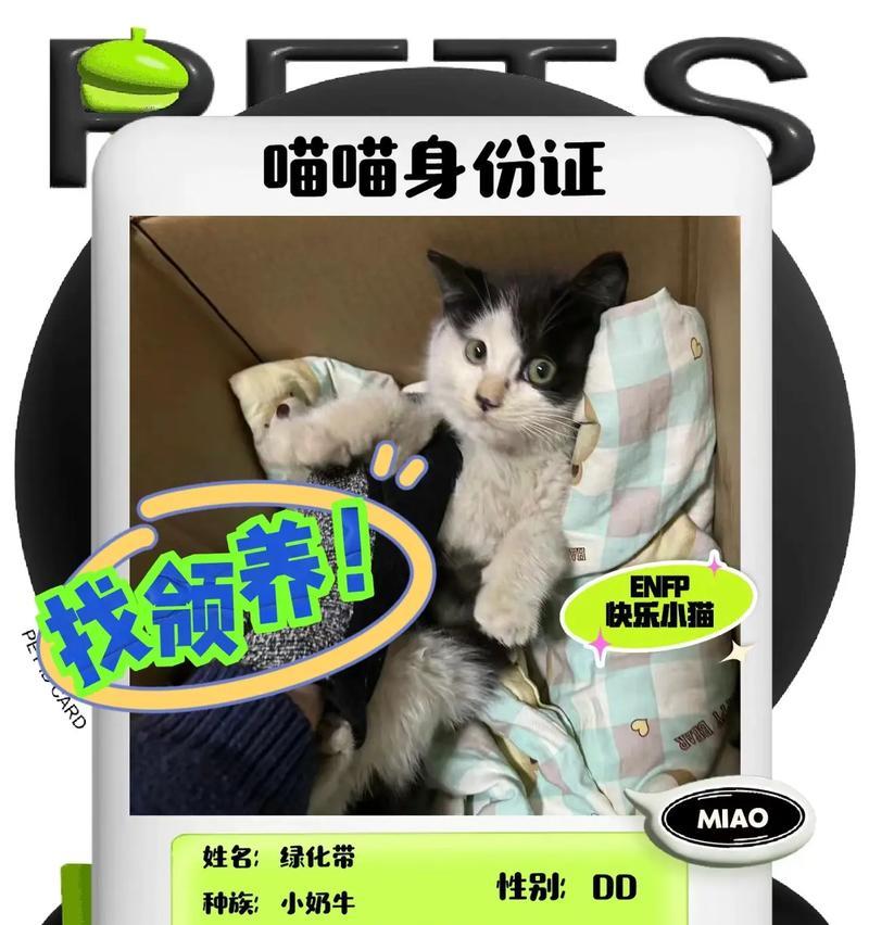 两个月大的小猫拉屎频率及特点（探究两个月大的小猫拉屎的时间间隔和排便特征）