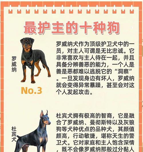 以护住的狗——守护家园的勇士（了解以护住的狗的特点和训练方法，为家庭安全保驾护航）