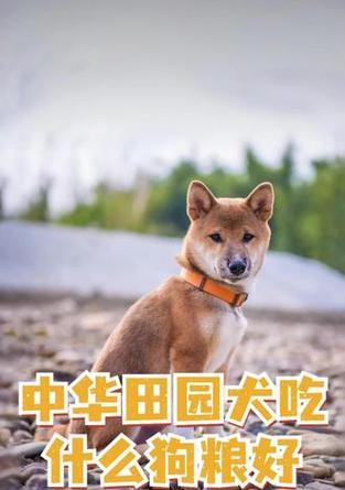 两个月大的小狗如何科学养育（为你的小狗提供营养均衡的食物，让它健康成长）