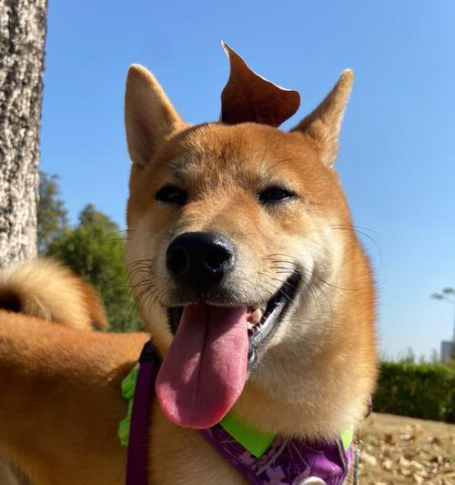 柴犬的笑容是否真实？（柴犬开心的表达方式与笑容真实性）