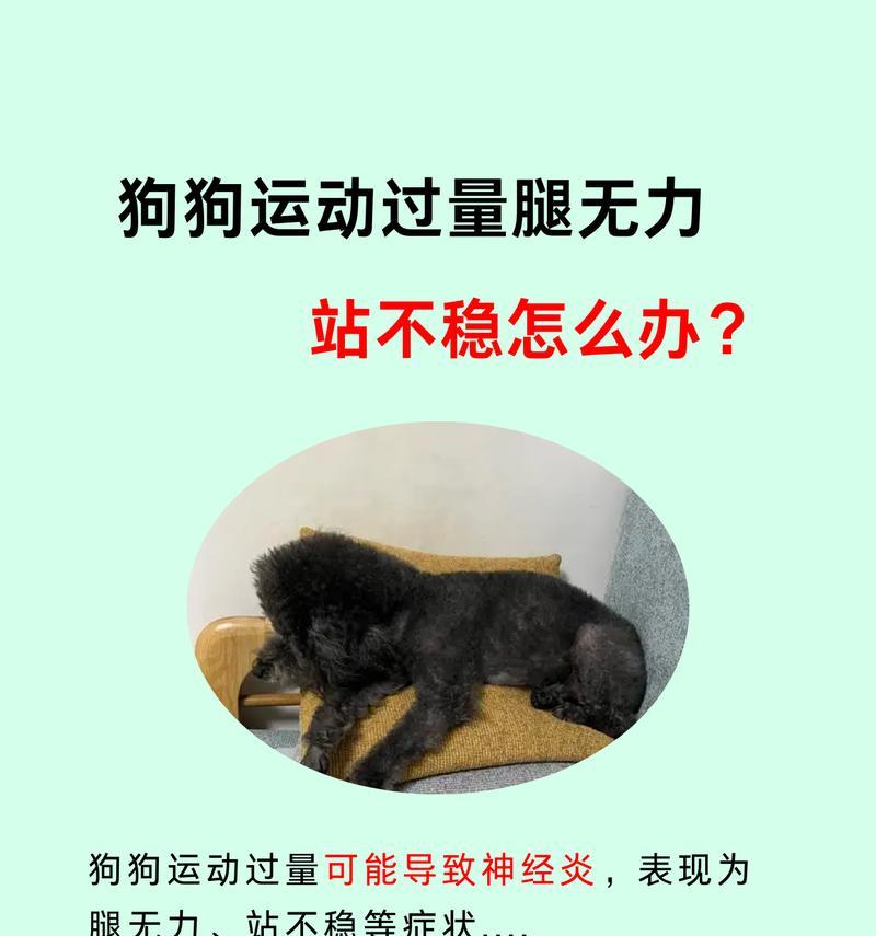 狗狗四肢乏力（探究狗狗四肢乏力的康复时间及治疗方法）