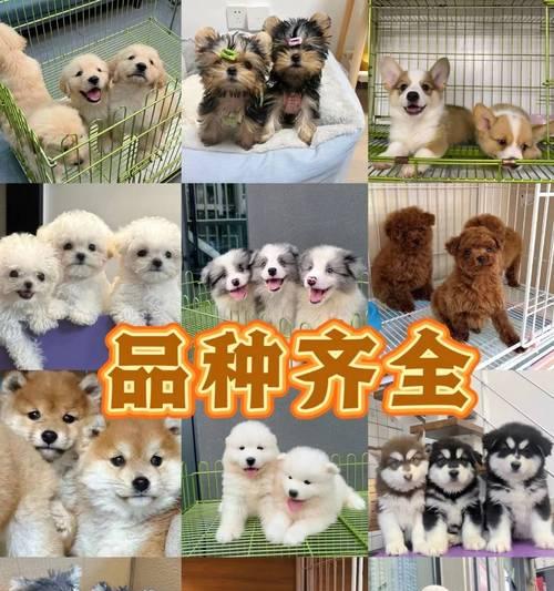宠物犬价格与性格大分析（哪种狗狗拥有最好的性格？——探寻最适合家庭的宠物犬）