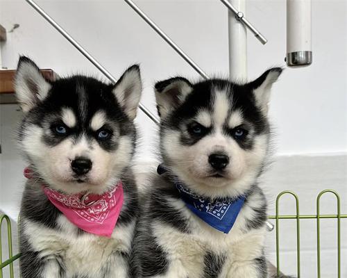 柴犬与哈士奇（了解柴犬和哈士奇的区别及适合家庭养育的优势）
