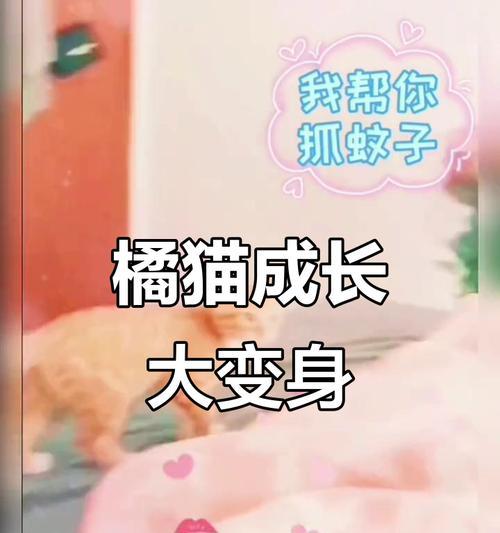 小猫长大需要多长时间？（探究小猫从幼崽到成年的成长过程）