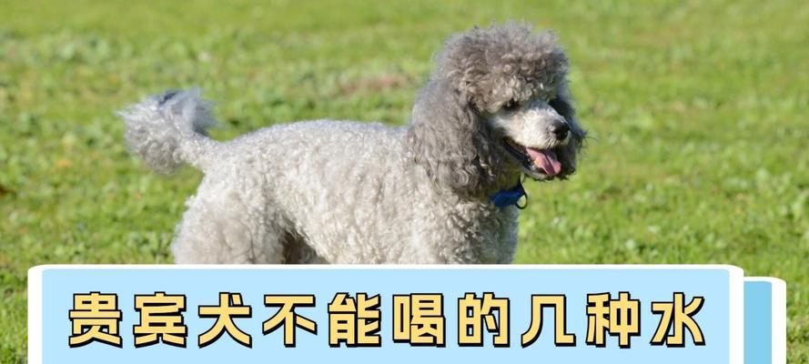 宠物狗狗的饮水知识大揭秘！（哪些水狗狗能喝？哪些水狗狗不能喝？）