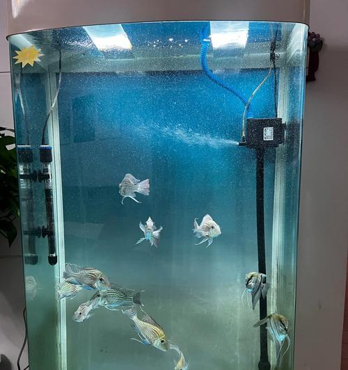 混养小鱼的最佳选择（探索适合混养的小鱼品种及技巧）