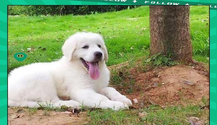 大白熊犬的寿命有多长？（揭秘大白熊犬的长寿之道）