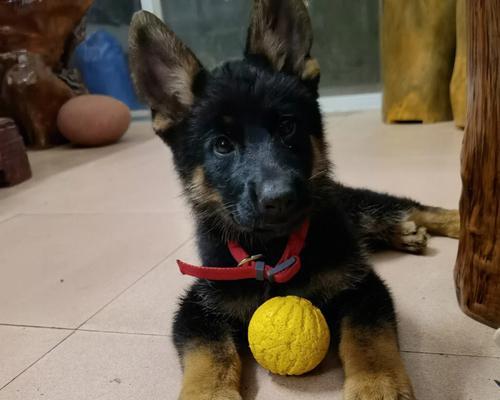养德牧犬的最佳方式（教你少走弯路，打造幸福的养犬生活）