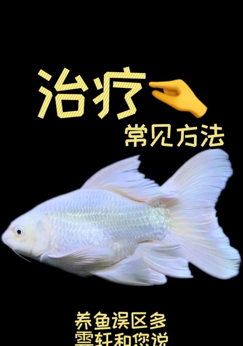 锦鲤常见疾病及预防措施（了解锦鲤的常见病症，保护你的宠物锦鲤健康）