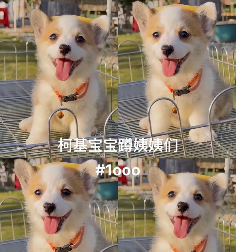 柯基的外驱频率及注意事项（了解柯基外驱的合理频率，确保其身体健康）