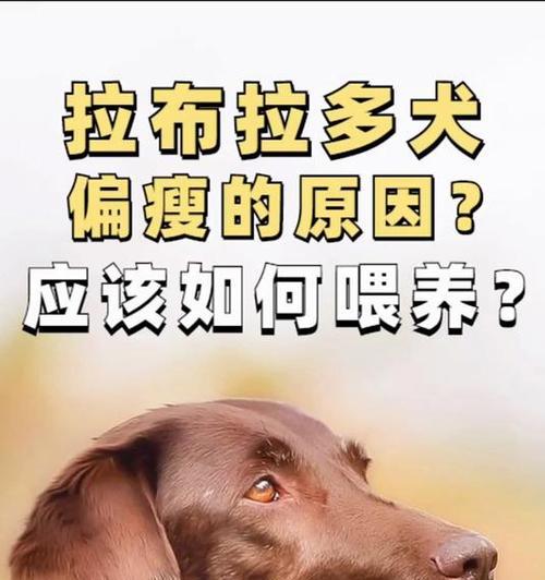 拉布拉多的饮食需求（不同时期饲养拉布拉多的饮食规划及）