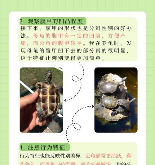 草龟成长时间的预测与管理（以20克的草龟为例，了解其生长需时以及如何有效管理）