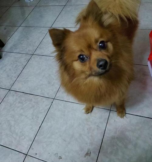 了解狗狗肺癌的症状（探索早期狗狗肺癌的迹象和治疗方法）