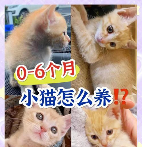 2个月猫咪的最佳食谱选择（猫粮类型及喂养方法）