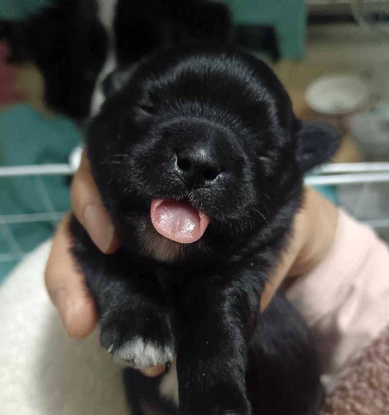 狗狗生完后多久可以睁眼？（揭秘狗宝宝睁眼的时间和过程）