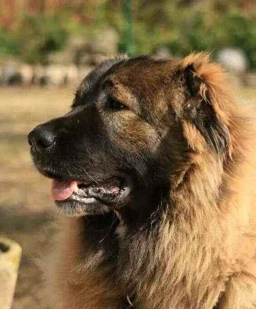 迷你犬种大盘点（小巧可爱的迷你犬种一览）
