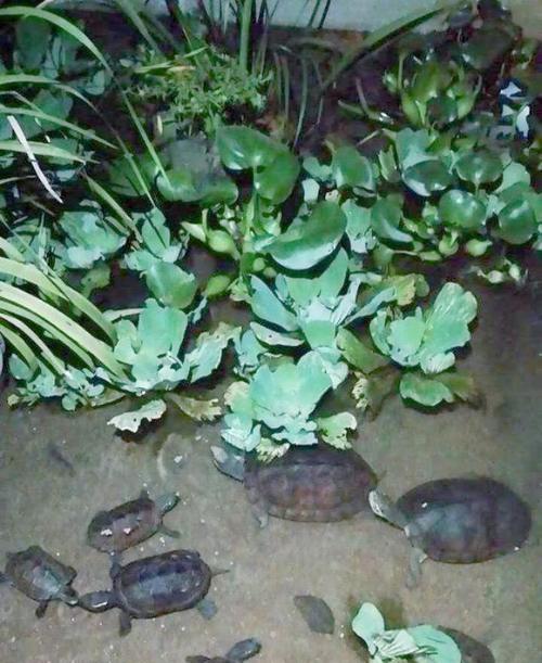 以金钱龟为主题的繁殖方式剖析（探秘金钱龟的生殖奥秘，解读如何繁殖这种珍贵物种）