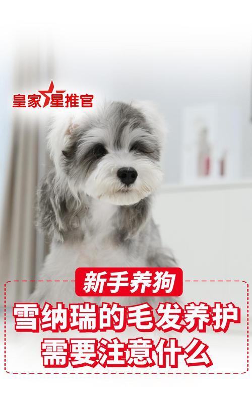 让你的雪纳瑞时尚起来！（6个简单步骤打造迷人雪纳瑞形象）