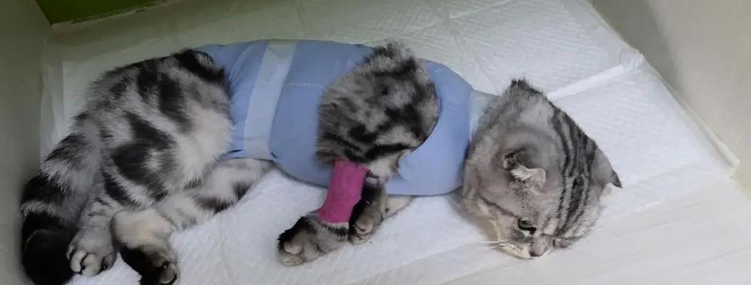 母猫绝育后的5大变化（揭秘绝育后猫咪的生活状态，）