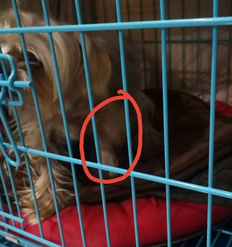 狗狗从高处摔下来多久能过危险期？（了解狗狗摔落后的恢复过程，为您的宠物提供正确的护理。）