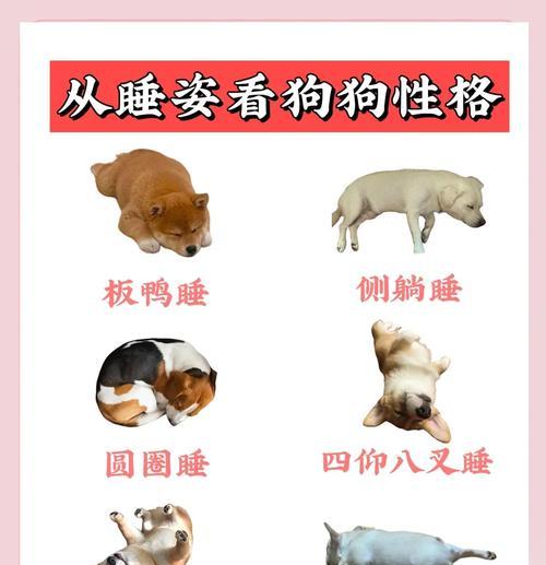 小狗睡眠需求与养成规律（刚出生的小狗需要多少睡眠时间？如何培养它们的睡眠习惯？）
