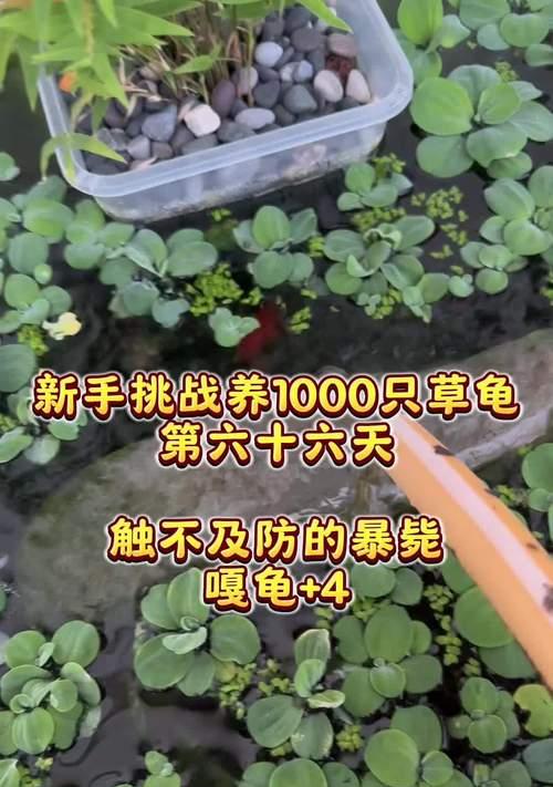 如何轻松养好中华草龟？（选龟养龟全套方法技巧干货分享）