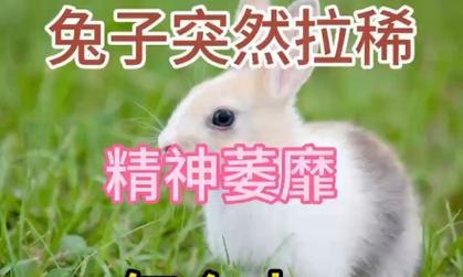 宠物兔拉稀的原因及处理方法（了解兔子拉稀的原因，有效应对兔子拉稀问题）