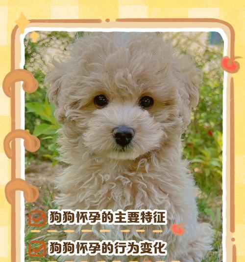 狗狗的怀孕周期及影响因素（探究狗狗怀孕的时间和因素，了解狗狗繁殖的奥秘）
