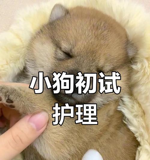 狗狗适应环境的时间