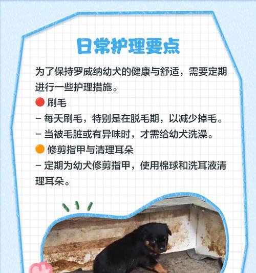 如何购买幼犬时了解罗威纳威猛帅气的常识（为您准备好迎接一只罗威纳幼犬的关键知识）