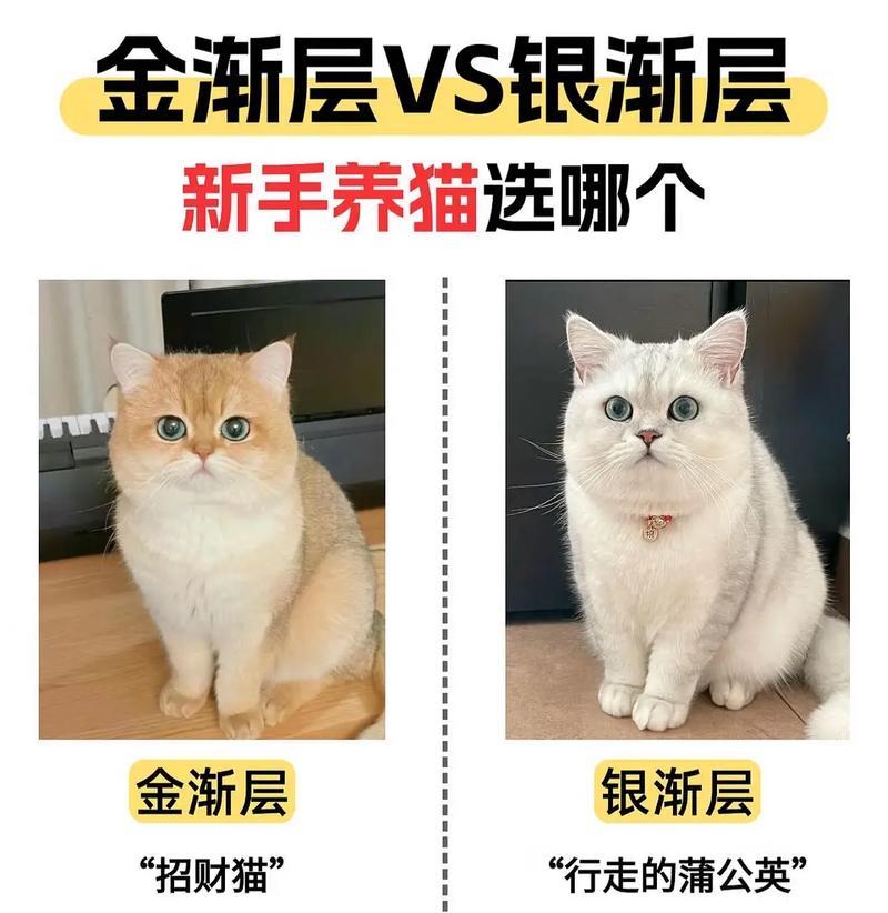 金渐层价格揭秘——追寻优质产品的最佳选择（了解金渐层价格，挑选经济实惠的产品）