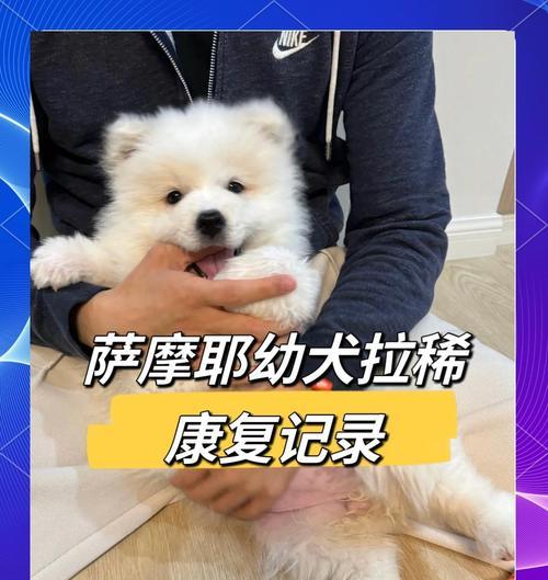 幼犬拉稀的解决措施（从饮食、环境、健康和治疗四方面帮助幼犬摆脱拉稀困扰）
