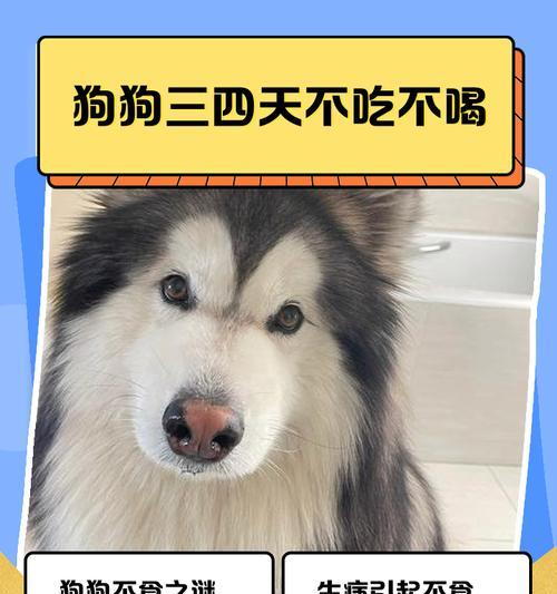 狗狗不吃饭怎么办？（了解狗狗不吃饭的原因，帮助它恢复食欲）