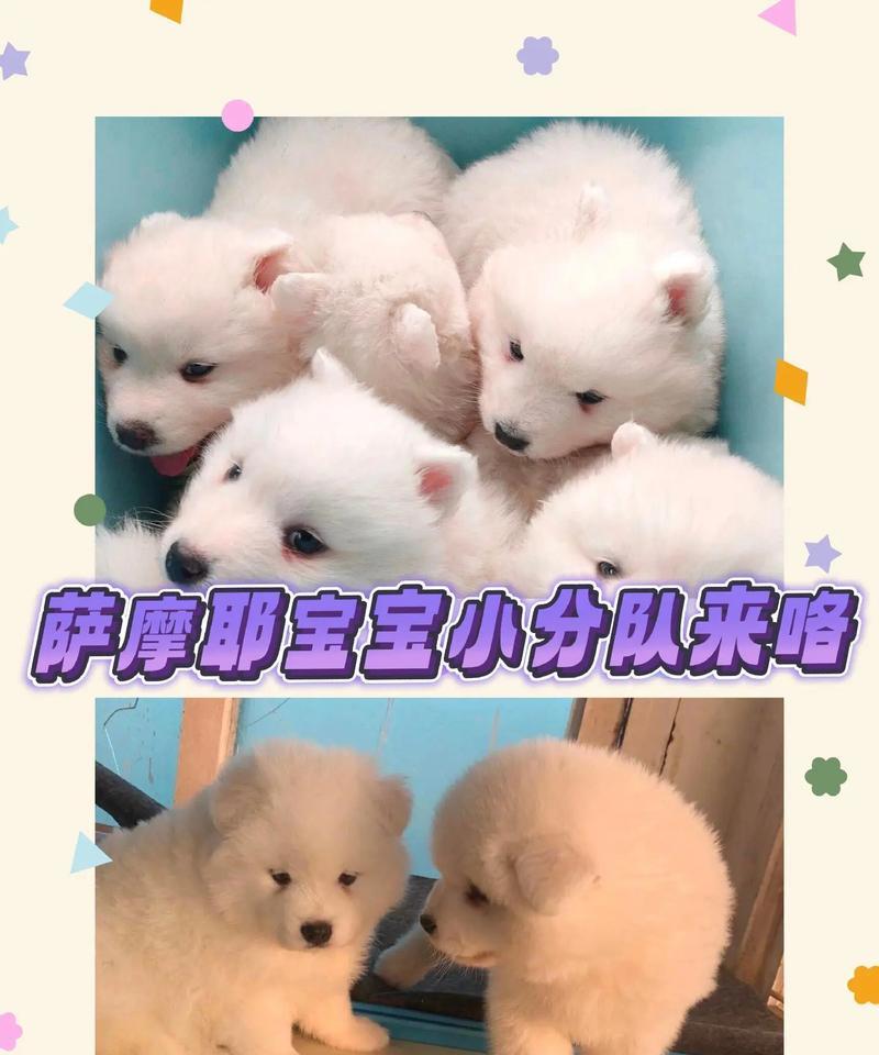 萨摩耶宝宝成犬需要多长时间？（萨摩耶成犬时间及训练指南）