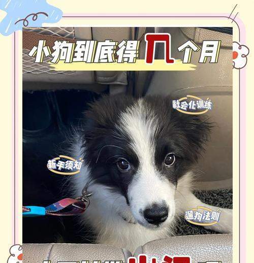 小狗到家多久可以打疫苗？（了解小狗打疫苗的时间节点和重要性）