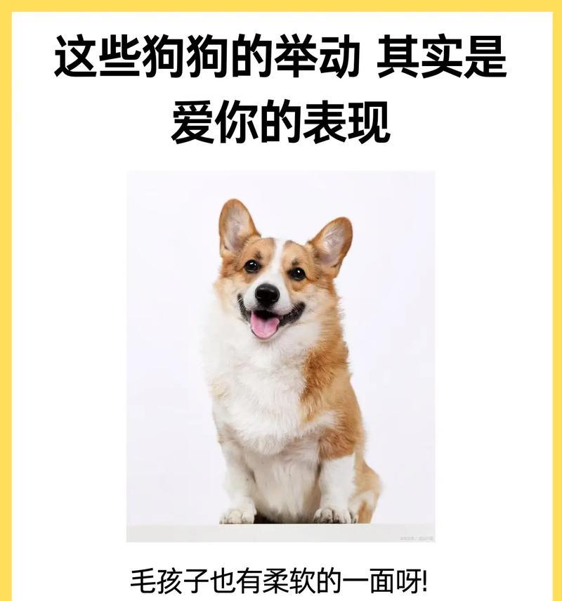 狗狗为什么突然闻主人？探究狗狗表达爱的方式（从嗅觉到身体语言，狗狗用8种方式表达对主人的爱）